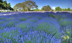 Lavender Farm, Santa Ynez, California