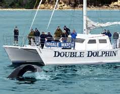 Whale Watching in Santa Barbara