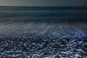 Grunion Run, Santa Barbara, California