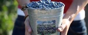 Santa Barbara Blueberries